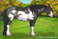 Horse Color:White Spotted Brown Sabino Frame Rabicano 