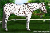 Horse Color:Bay Appaloosa 