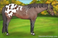 Horse Color:Bay Appaloosa 