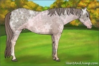 Horse Color:Chocolate Palomino Ice 