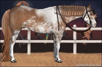 Horse Color:Liver Chestnut Sabino