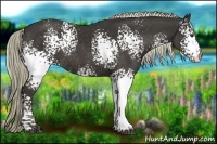 Horse Color:White Spotted Liver Chestnut Rabicano 