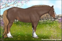 Horse Color:Liver Red Roan Sabino 