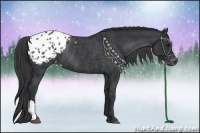 Horse Color:Black Appaloosa Rabicano 