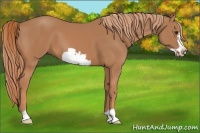 Horse Color:Chestnut Frame