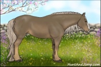 Horse Color:Chocolate Palomino 