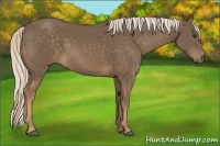 Horse Color:Chocolate Palomino 