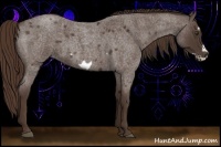 Horse Color:Liver Red Roan Frame 