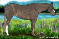 Horse Color:Chocolate Palomino 