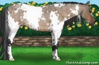 Horse Color:White Spotted Bay Roan Dun 