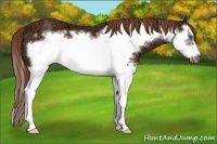 Horse Color:Chestnut Ice Splash Frame