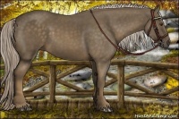 Horse Color:Chocolate Palomino