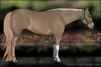 Horse Color:Chocolate Palomino 