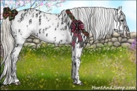 Horse Color:Black Appaloosa  and Palomino Appaloosa 