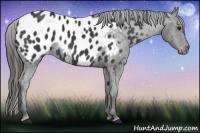 Horse Color:Black Appaloosa 