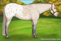 Horse Color:Buckskin Appaloosa