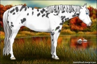 Horse Color:Smoky Black Splash Frame Near Leopard