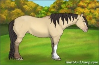 Horse Color:Amber Champagne Dun 