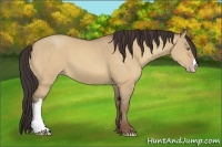 Horse Color:Amber Champagne Dun 