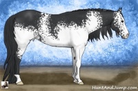 Horse Color:White Spotted Black Rabicano 