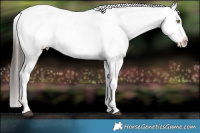 Horse Color:Liver Red Dun Appaloosa Brindle 