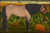 Horse Color:Brown Roan Dun 