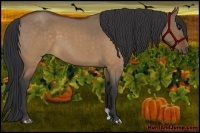Horse Color:Brown Roan Dun 