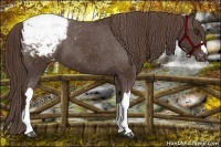 Horse Color:Liver Chestnut Appaloosa 
