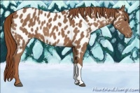 Horse Color:Chestnut Appaloosa 