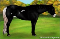 Horse Color:Bay Splash Tobiano Appaloosa and Bay Splash Tobiano Appaloosa