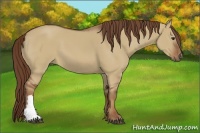 Horse Color:Red Dun 