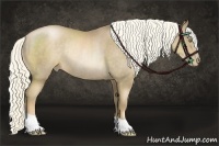 Horse Color:Liver Chestnut Pearl Rabicano 