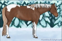 Horse Color:Chestnut Tobiano Rabicano