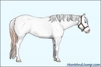 Horse Color:Smoky Black Pearl Sabino Frame Appaloosa Rabicano 
