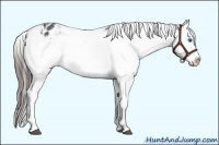 Horse Color:Black Frame Appaloosa 