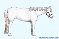 Horse Color:Smoky Black Pearl Appaloosa Rabicano