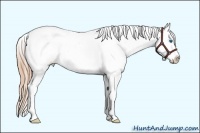 Horse Color:White Spotted Smoky Blue Roan Pearl Frame Appaloosa Rabicano 