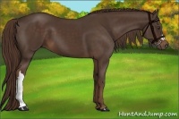 Horse Color:Liver Chestnut
