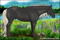 Horse Color:Liver Chestnut Rabicano