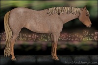 Horse Color:Red Roan 
