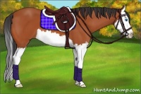Horse Color:Bay Splash 