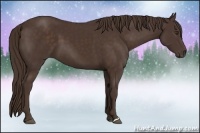 Horse Color:Liver Chestnut 