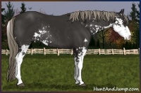 Horse Color:Liver Chestnut Sabino Rabicano