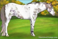Horse Color:Nacre Liver Chestnut Ice Splash Tobiano 