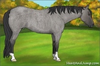 Horse Color:Grullo Roan 