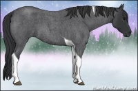 Horse Color:Blue Roan Tobiano 