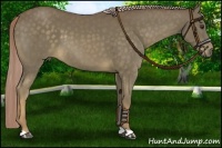 Horse Color:Chocolate Palomino 