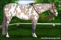 Horse Color:Bay Roan Dun Frame Appaloosa 