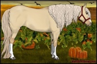 Horse Color:Red Dun Roan Splash Frame Rabicano 