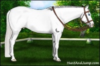 Horse Color:White Spotted Silver Black Splash Frame Varnish 